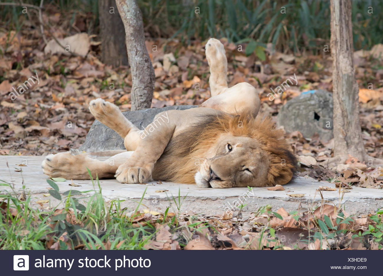 Lion Lying On The Floor Stock Photo 277593633 Alamy
