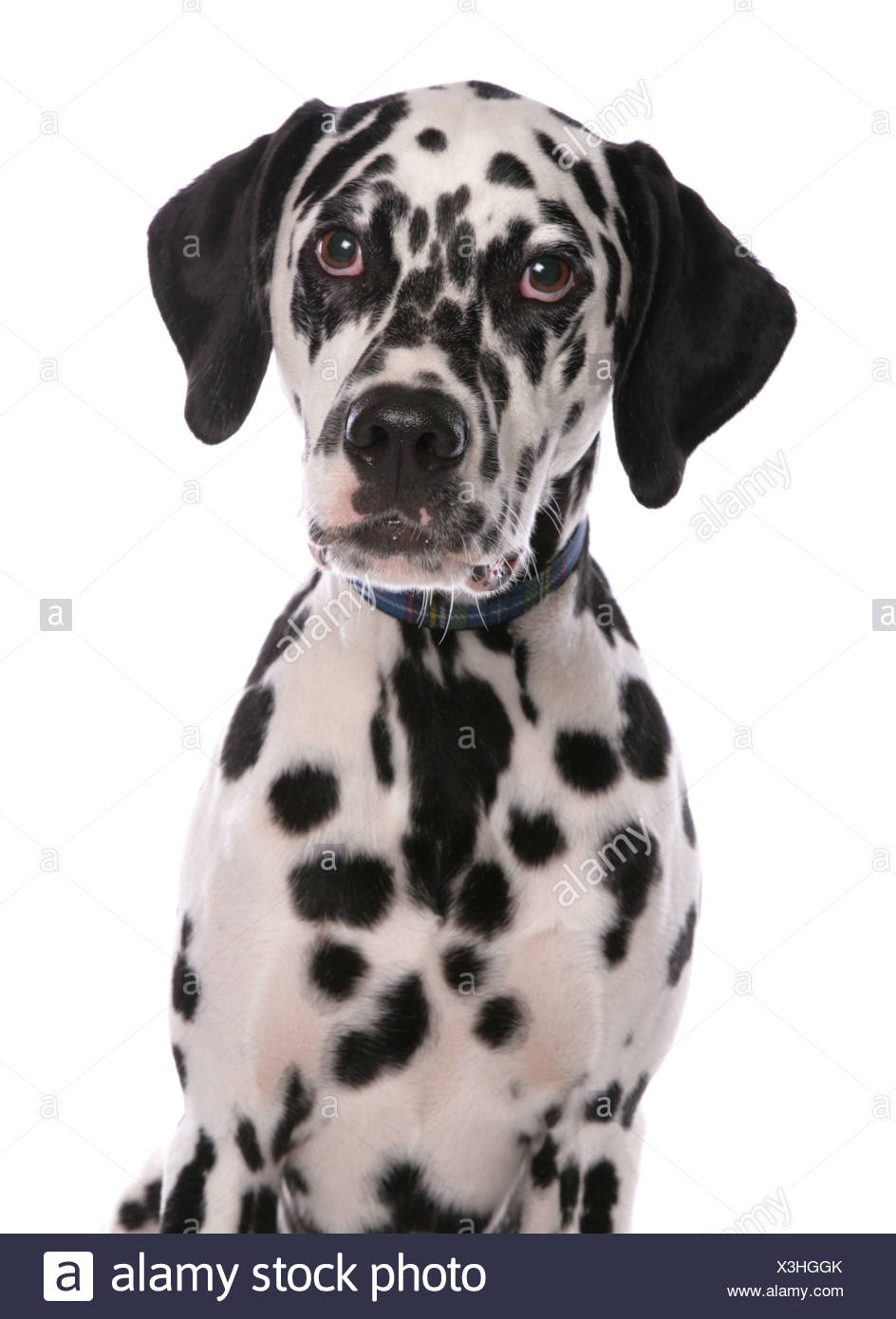 dalmatian dog collar