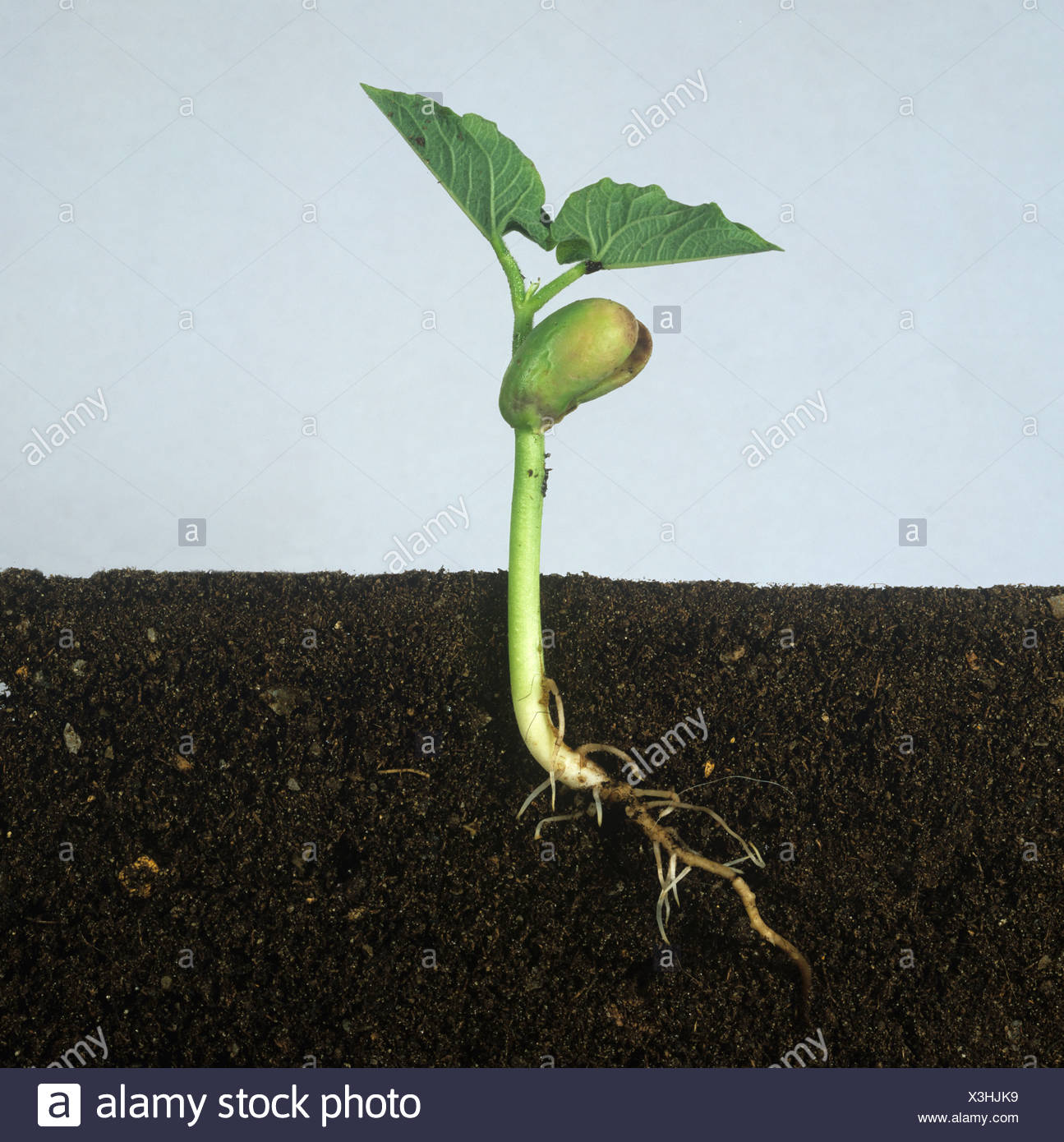 My Image 24