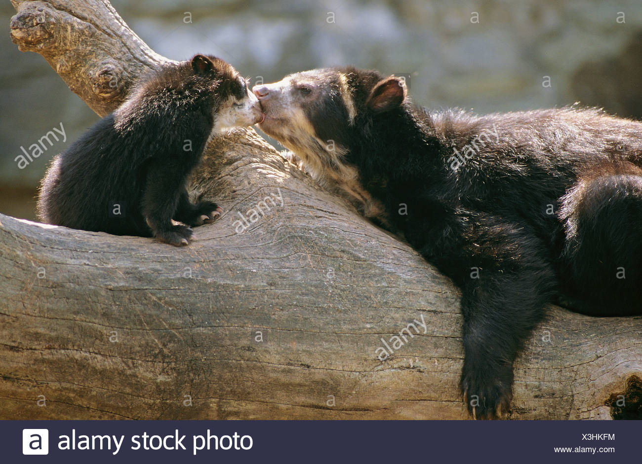 Asian Black Bear with cub on log / Ursus thibetanus Stock Photo
