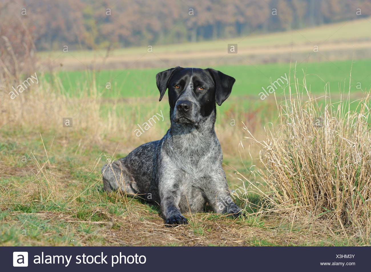 australian cattle dog mixed with lab