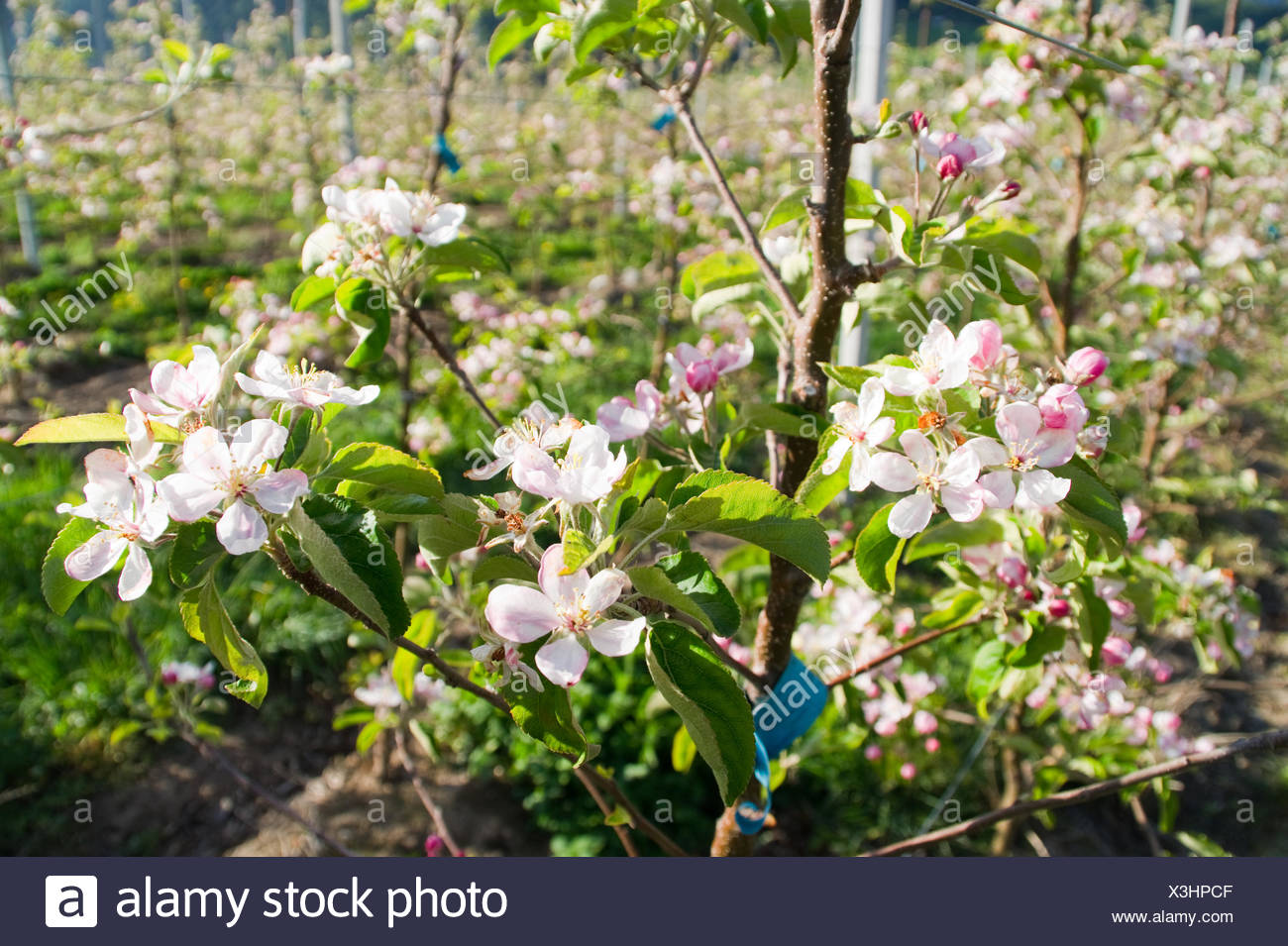 Apple Blossom Tree Leaf Green High Resolution Stock Photography And Images Alamy