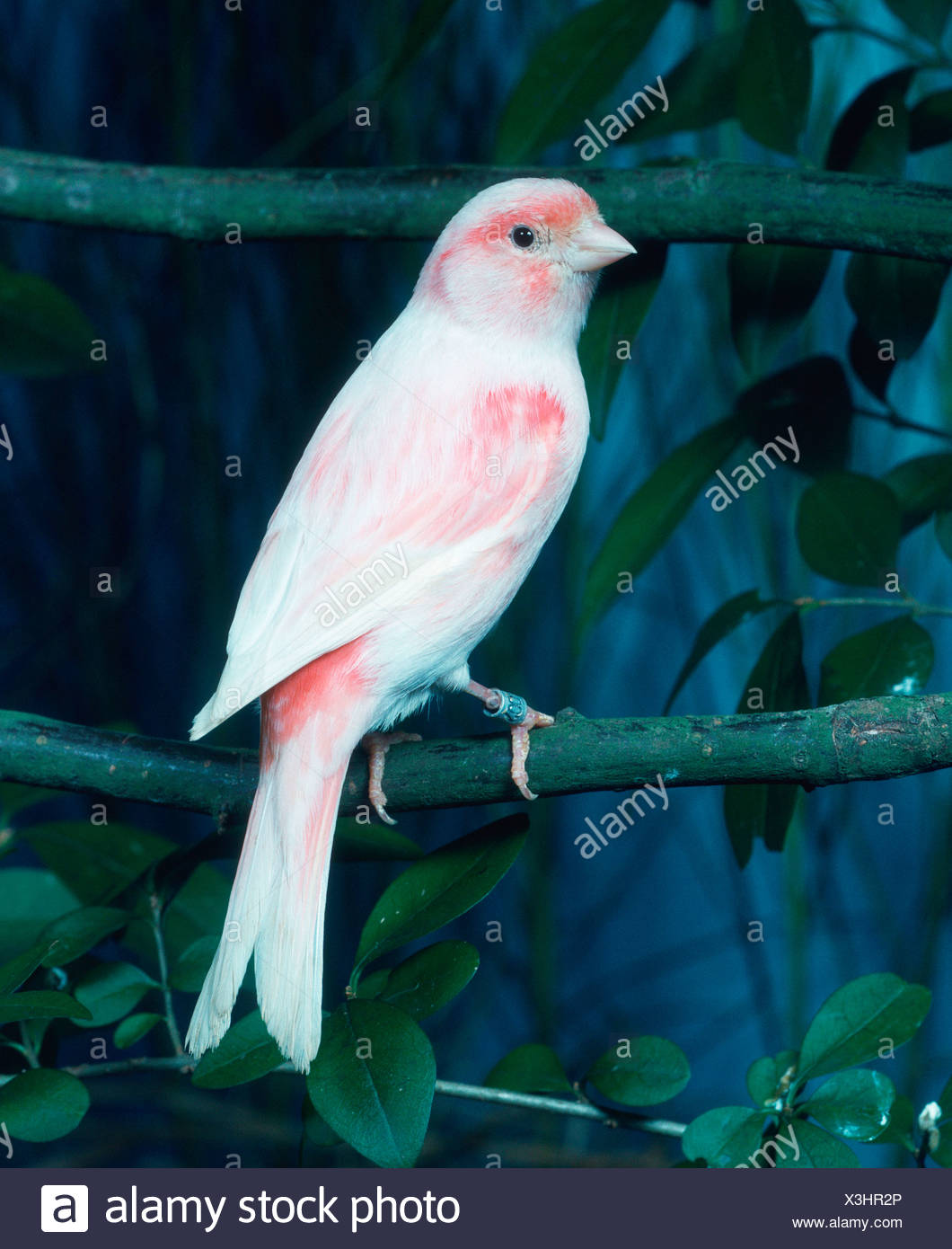 Bird Mosaic Stock Photos Bird Mosaic Stock Images Page 2