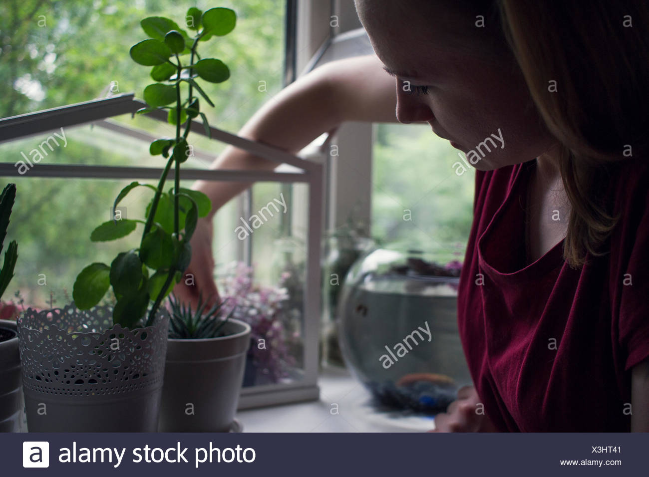 Young Woman Removing Potted Plant From Windowsill Terrarium Stock