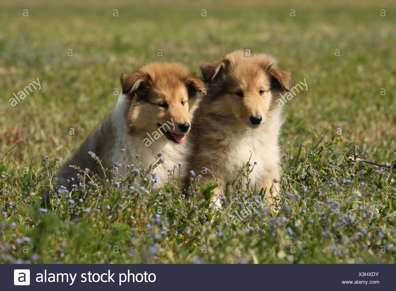 Longhaired Collie Puppies Stock Photo 277603815 Alamy