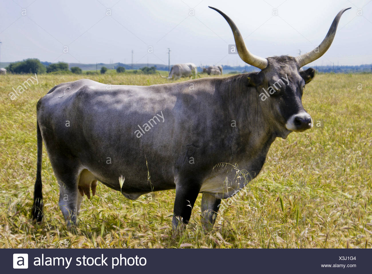 Maremmaner High Resolution Stock Photography and Images Alamy