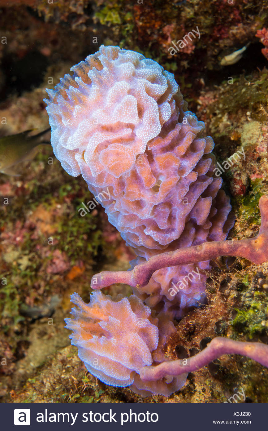 Florida Palm Beach Sponge High Resolution Stock Photography and Images