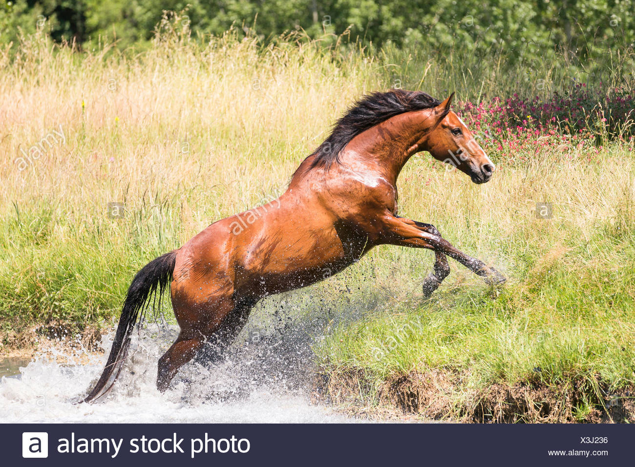 Sardinian Anglo-Arab Bay gelding leaping from water ashore Italy Stock  Photo - Alamy