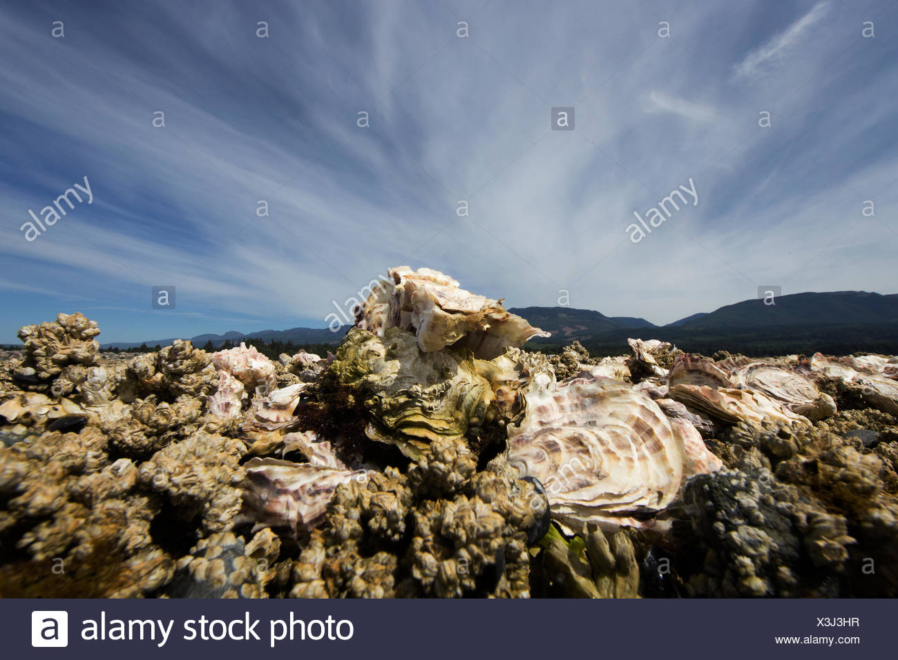 Oyster Growing Stock Photos & Oyster Growing Stock Images Alamy