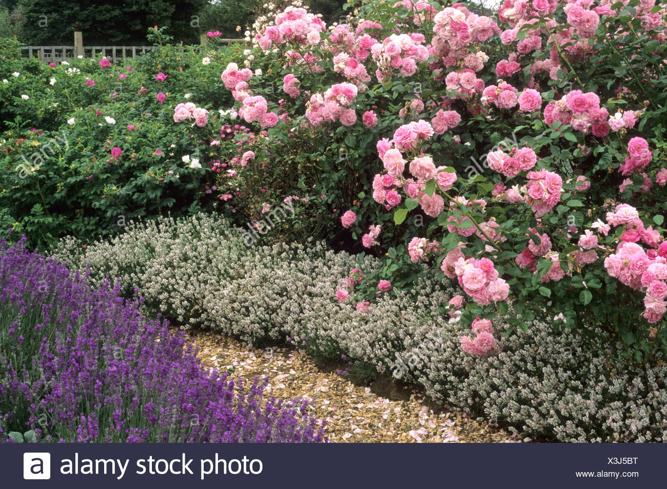 Dwarf White Lavender Lavender Plant