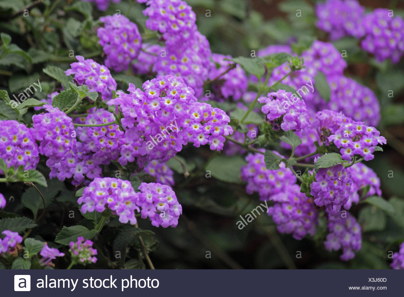 Purple Lantana High Resolution Stock Photography and Images - Alamy