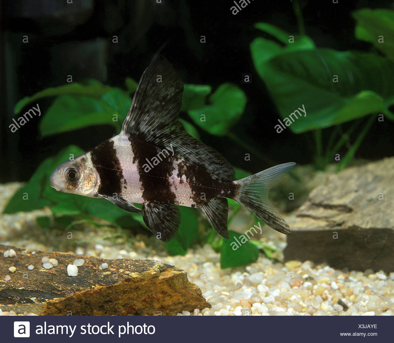 chinese freshwater aquarium fish