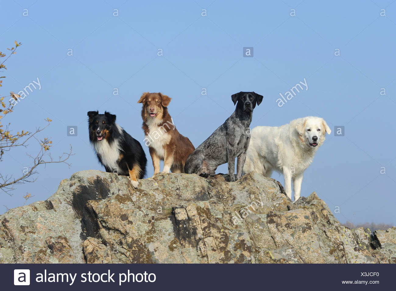sheltie cross breeds