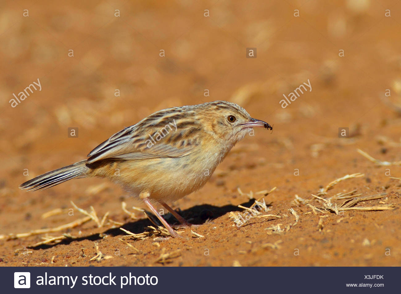 Birds Eating Ants Stock Photos & Birds Eating Ants Stock Images Alamy