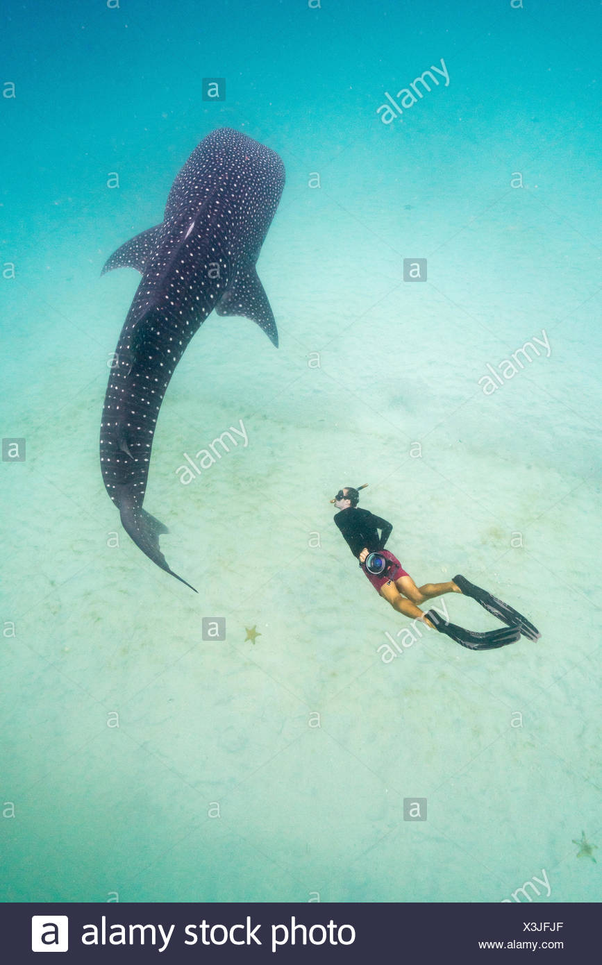 A Researcher From The Marine Megafauna Foundation Checks The - 