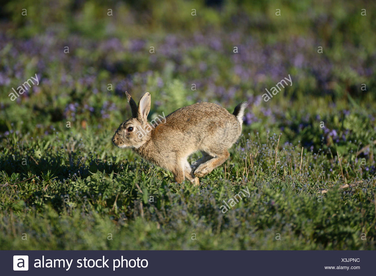 Rabbits Jumping Stock Photos & Rabbits Jumping Stock Images Alamy