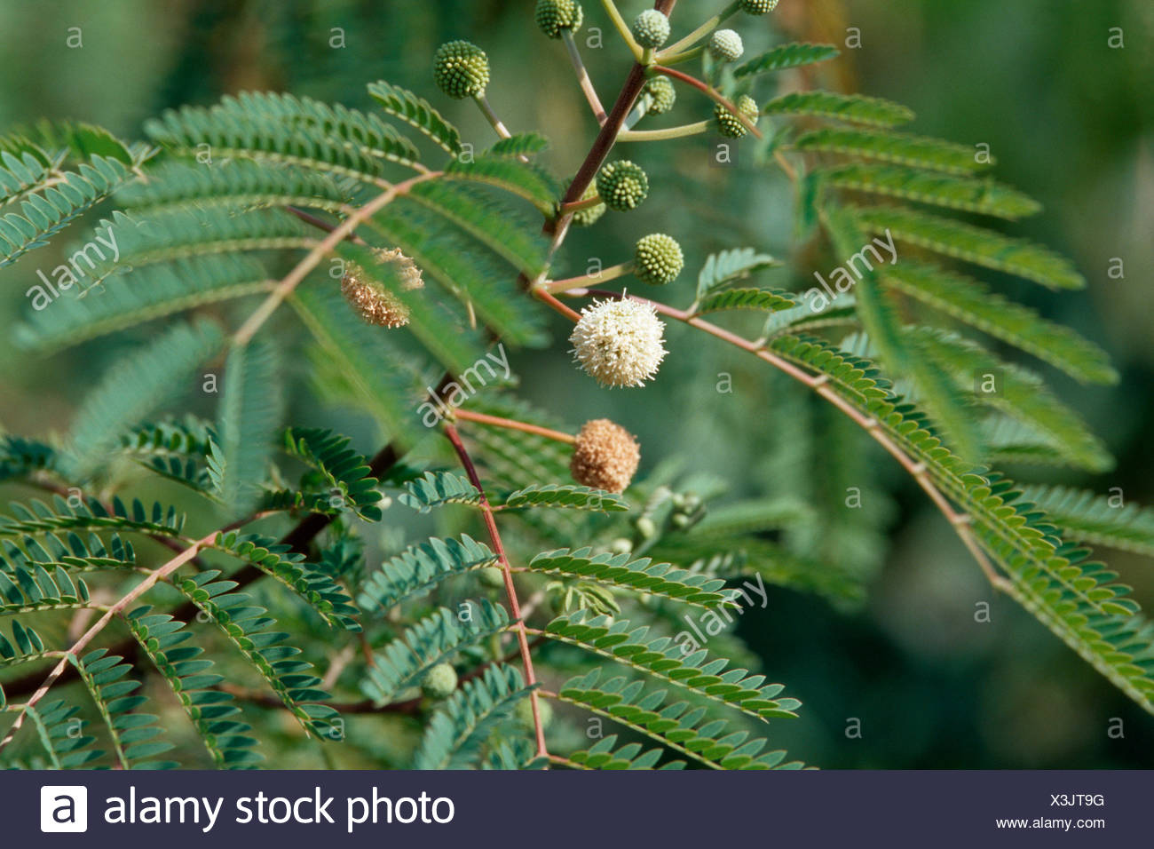 White Leadtree Wild Tamarind Jumbay White Popinac Leucaena Leucocephala Blooming Stock Photo Alamy White Leadtree Wild Tamarind Jumbay White Popinac Leucaena Leucocephala Blooming Stock Photo Alamy
