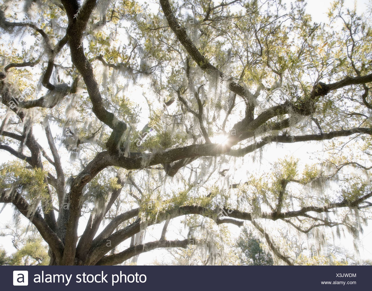 Oak Tree Spanish Moss High Resolution Stock Photography and Images - Alamy