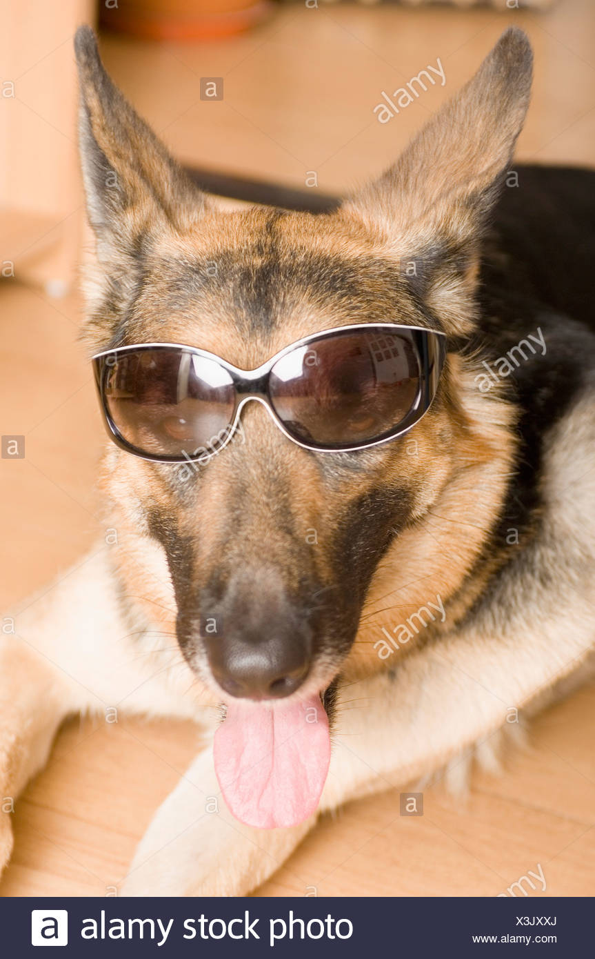 german shepherd wearing sunglasses