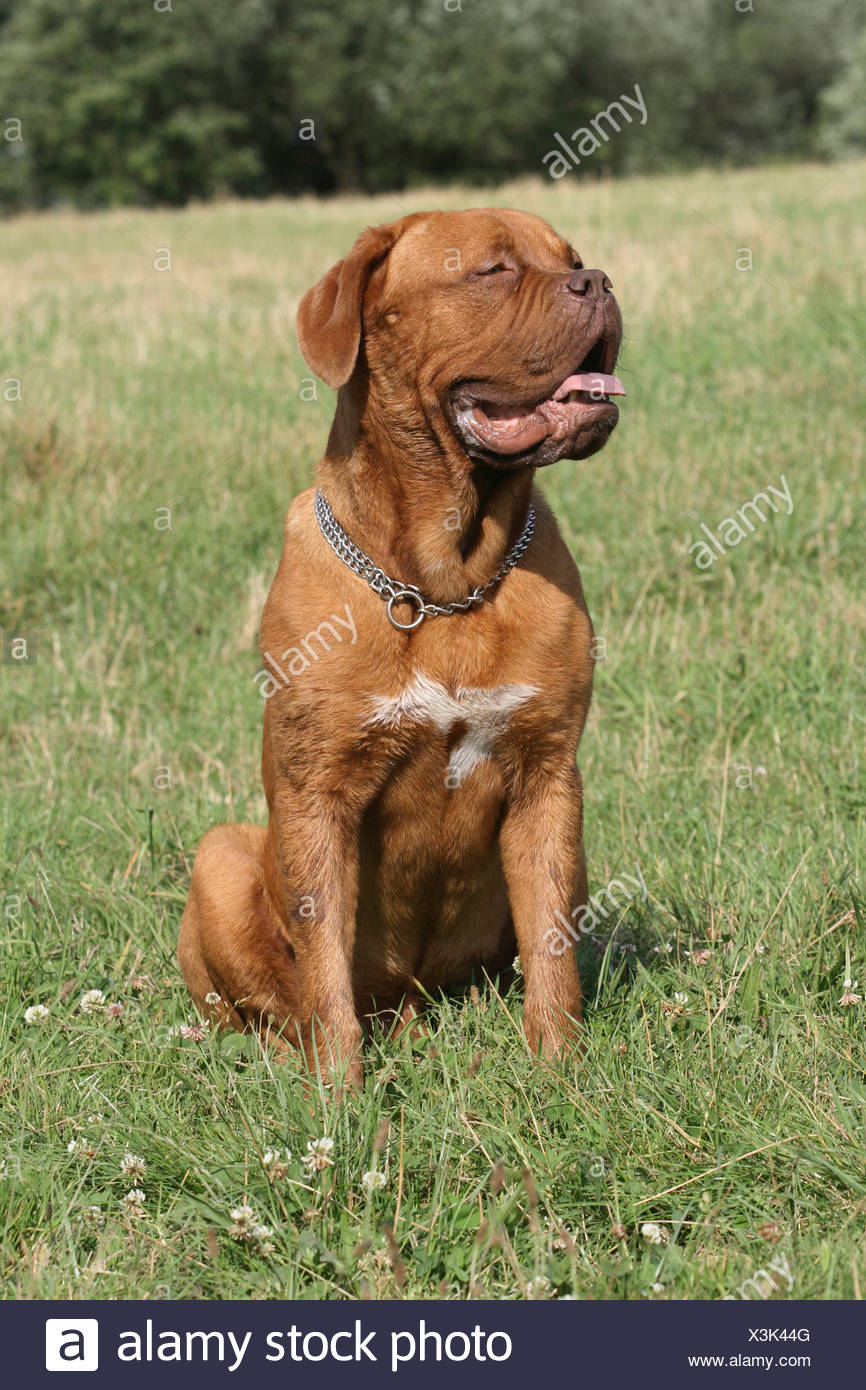 old dogue de bordeaux