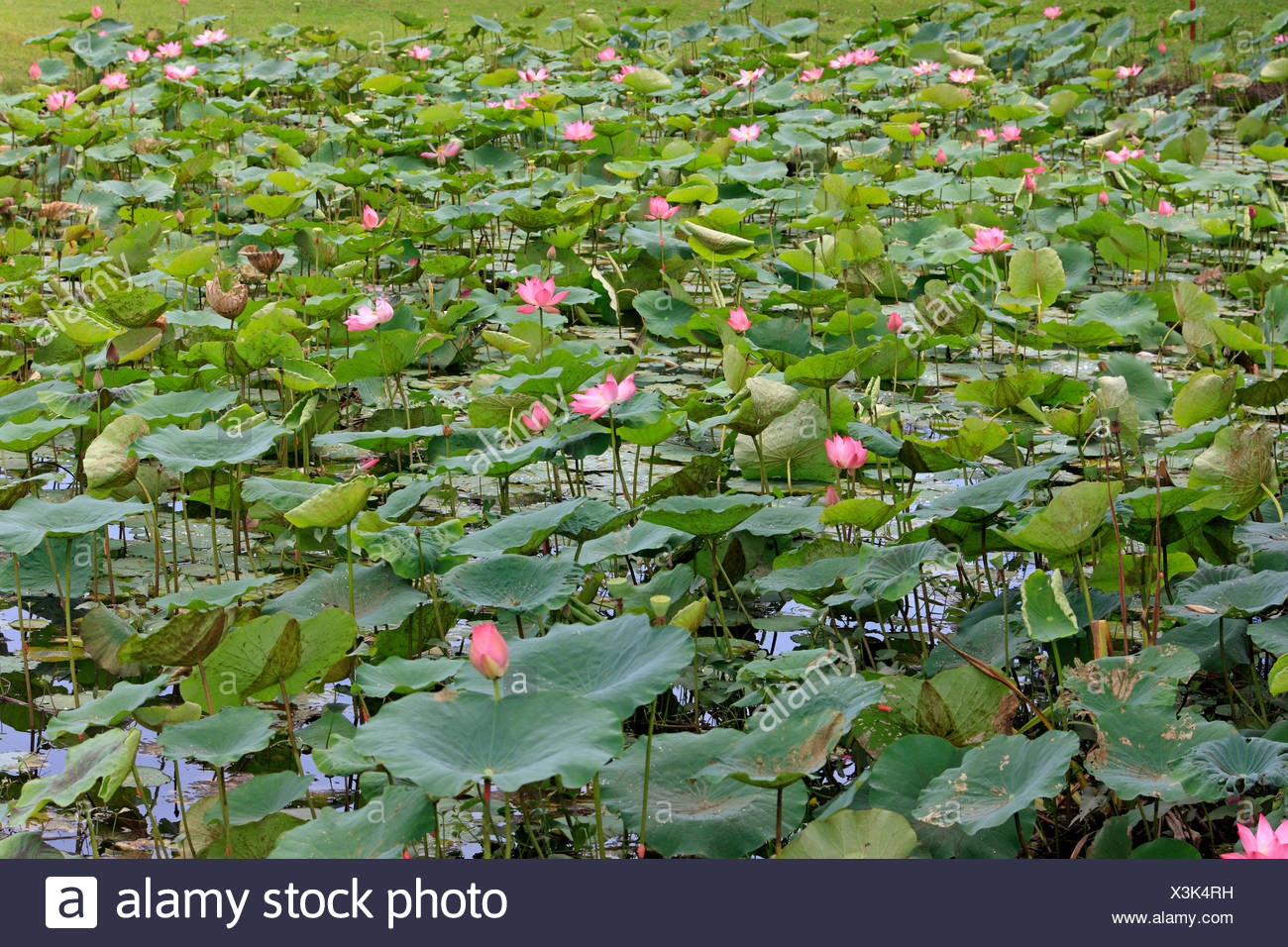 Nelum Stock Photos & Nelum Stock Images - Alamy