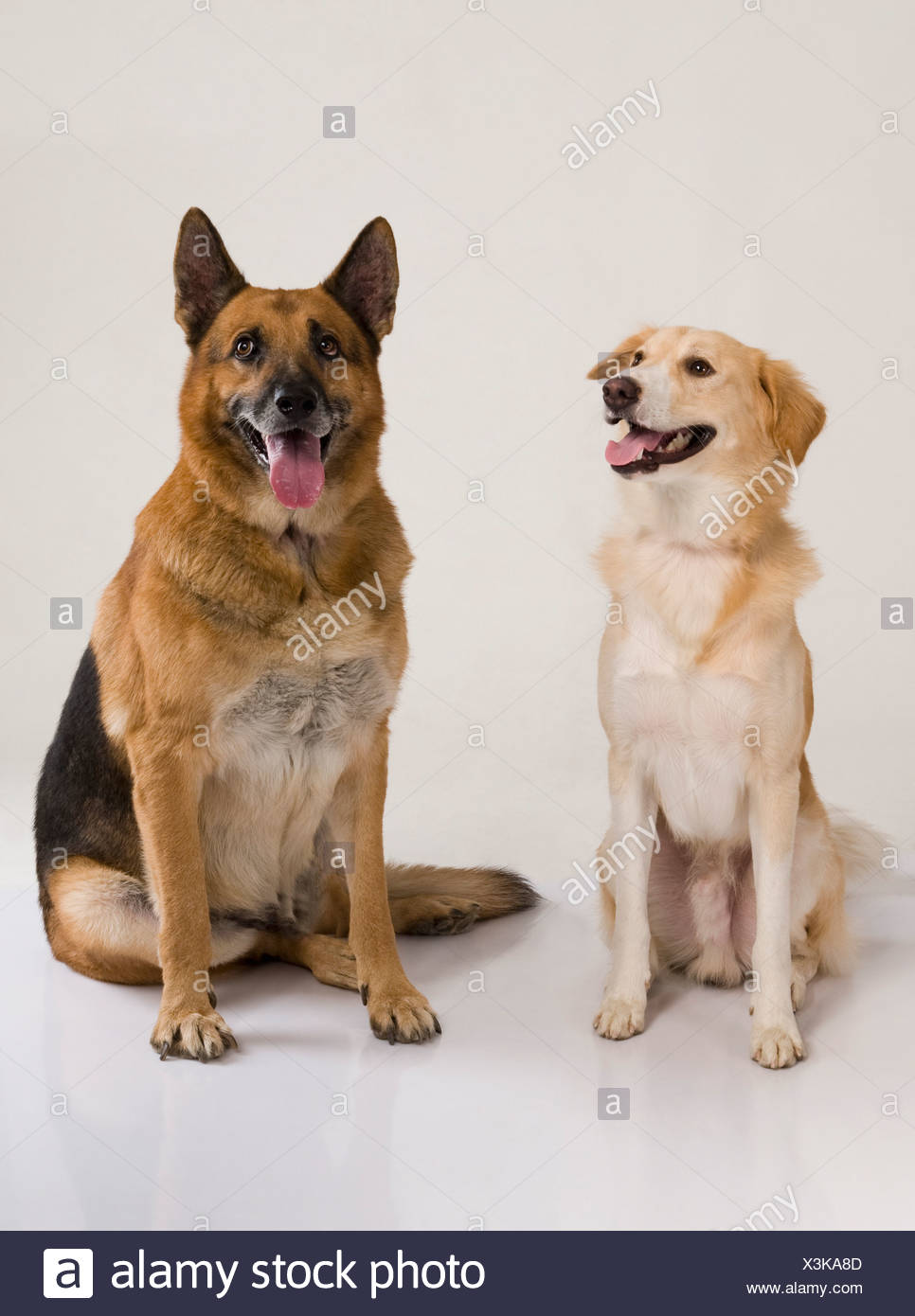 sitting dogs