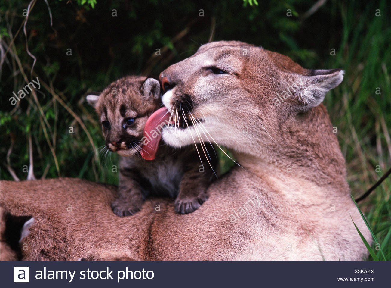 An adult female mountain lion grooms her cub Stock Photo - Alamy