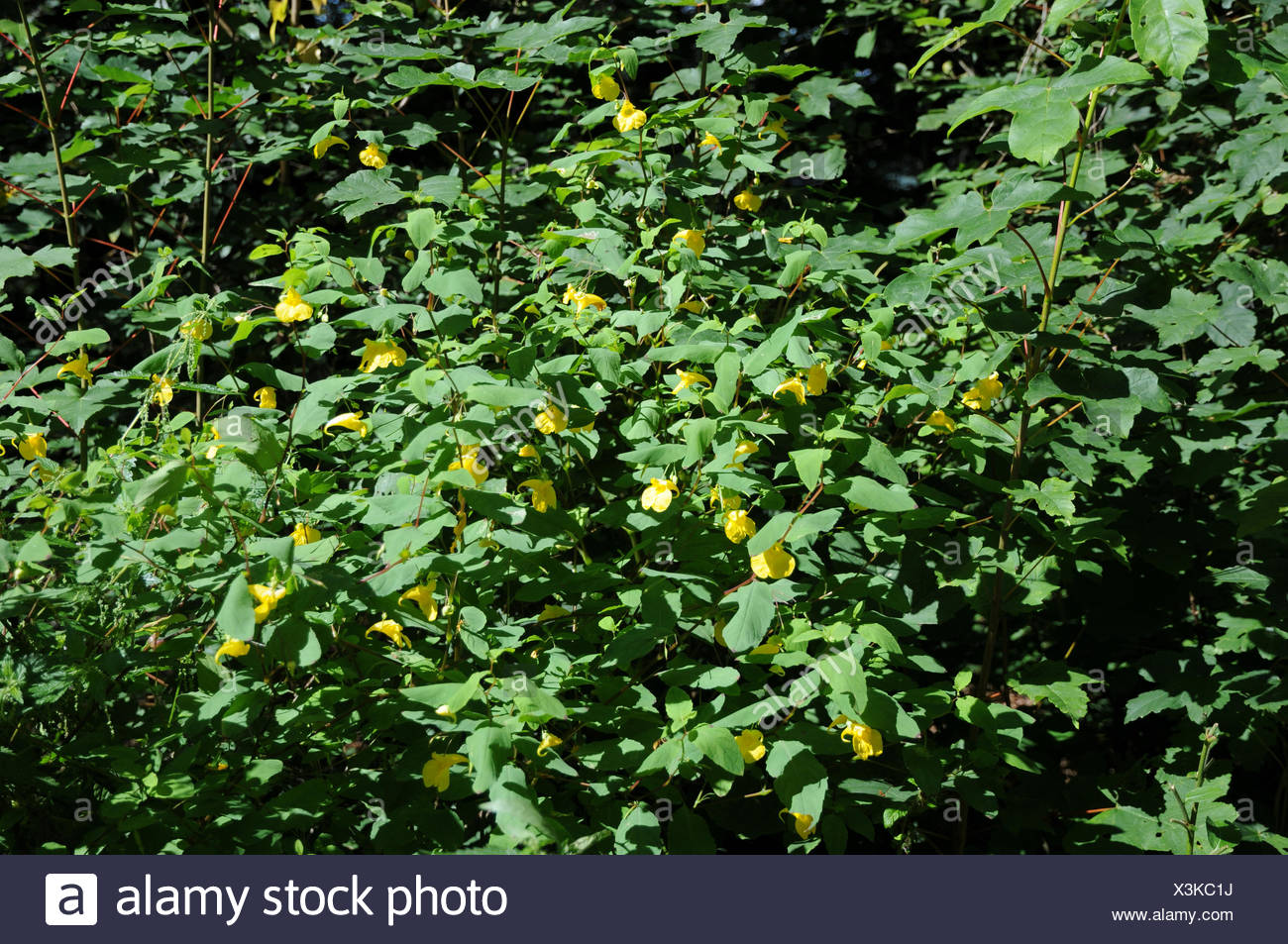 Impatiens noli-tangere, Touch-me-not balsam Stock Photo