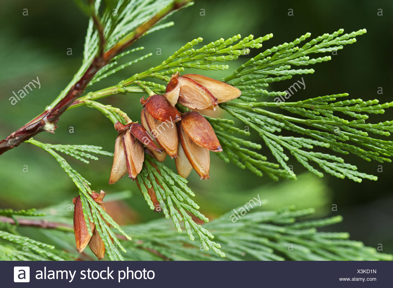 Kalifornische Flusszeder High Resolution Stock Photography and Images
