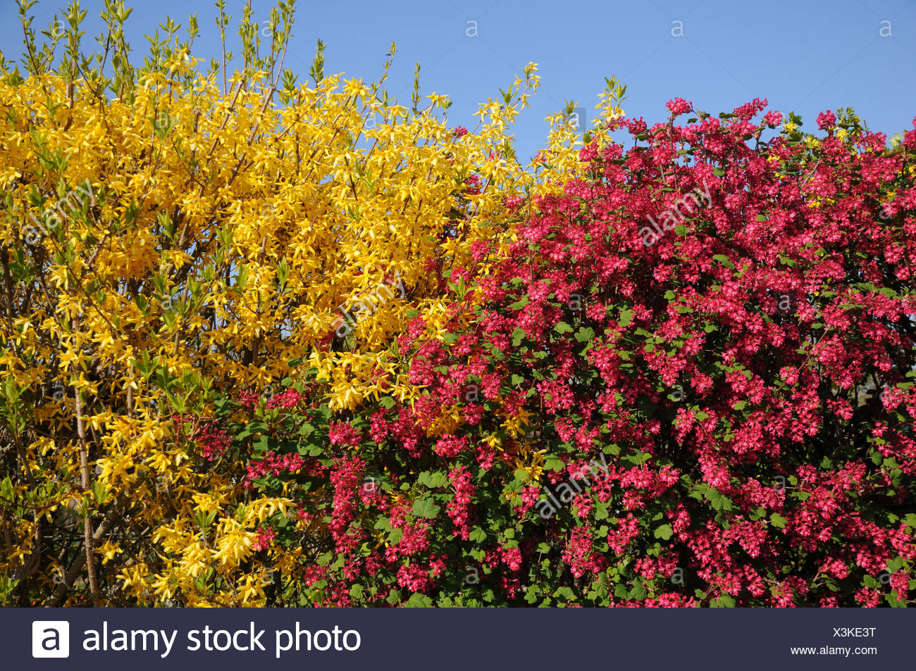 Mother Nature S Backyard A Water Wise Garden Plant Of The Month