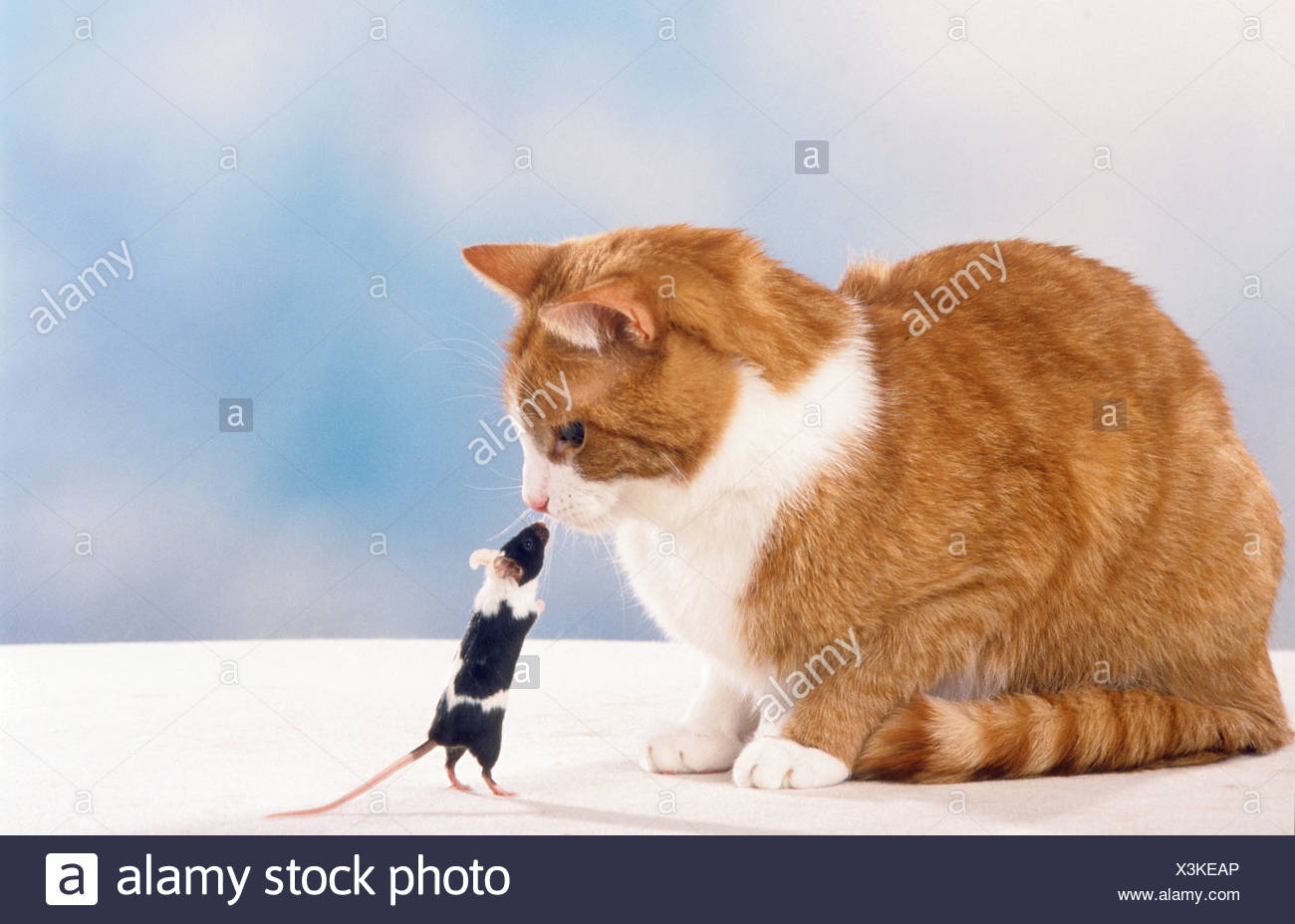 Animal Friendship Cat And Mouse Stock Photo Alamy