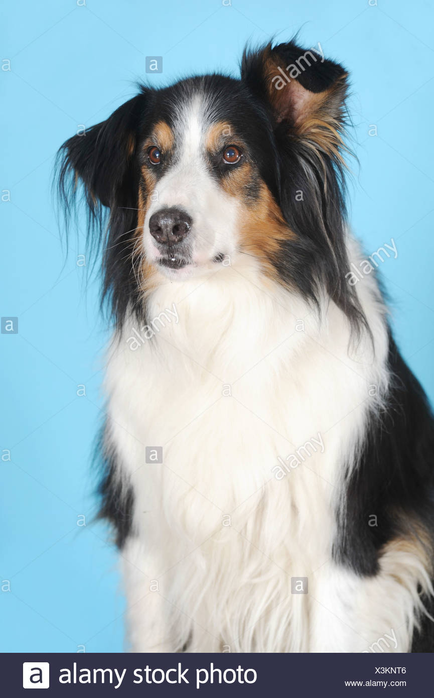 Crossbreed Of Bernese Mountain Dog And Collie Portrait In Front Of Turquoise Stock Photo Alamy