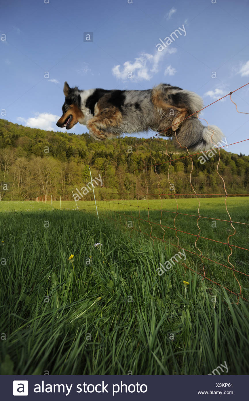Dog Jump Fence High Resolution Stock Photography and Images Alamy
