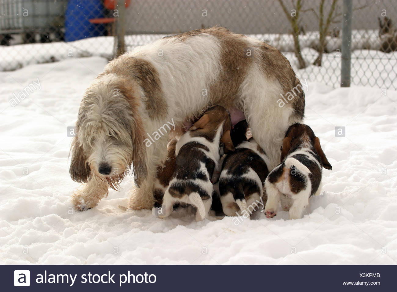 Puppies Hunde