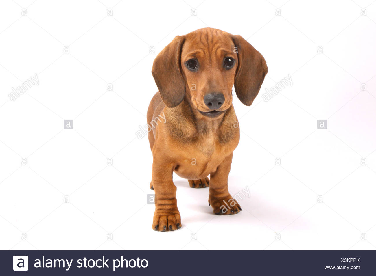 Young Smooth Haired Dachshund Dog Standing Cut Out Stock Photo