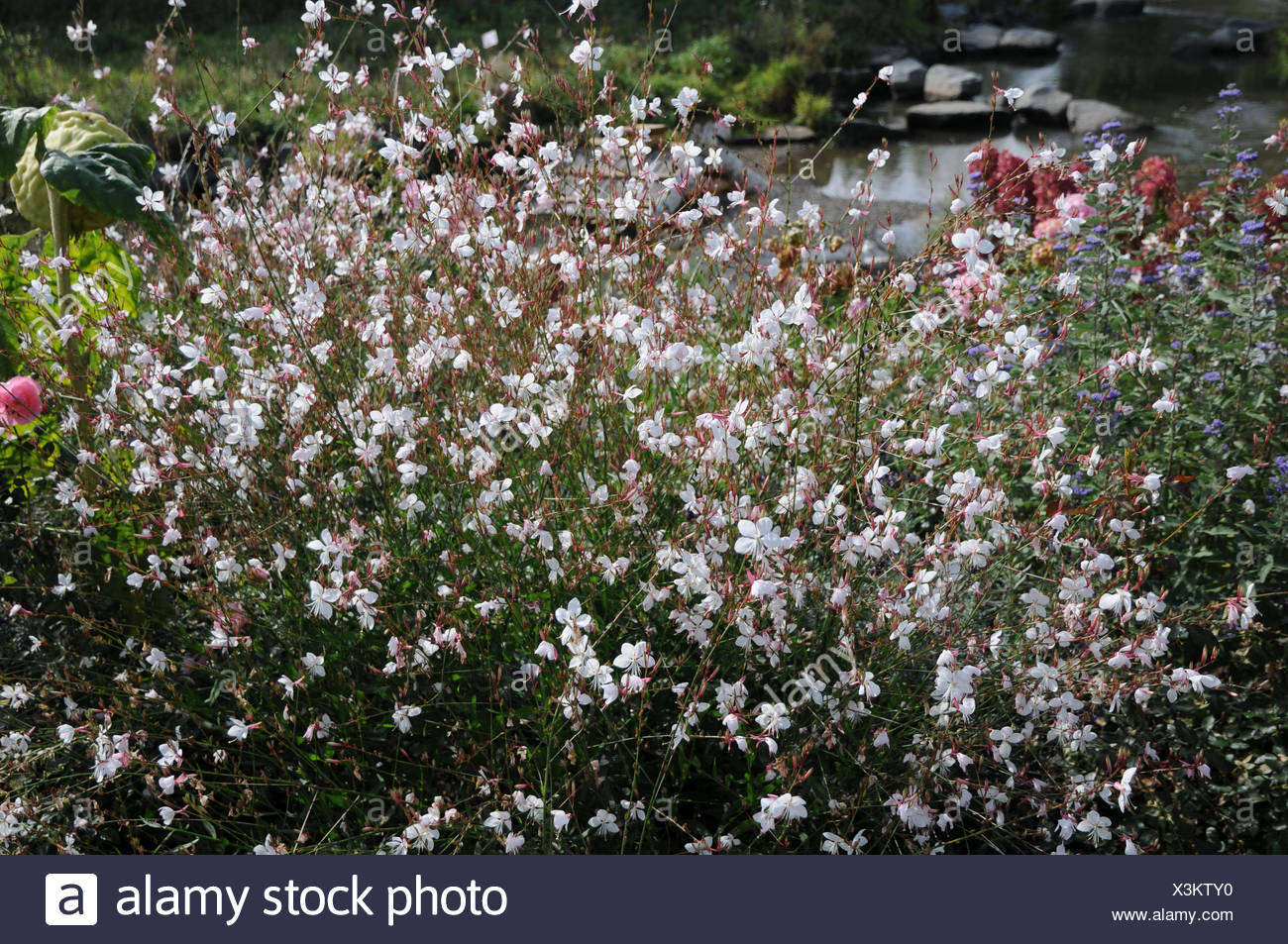 Gaura lindheimeri Prachtkerze