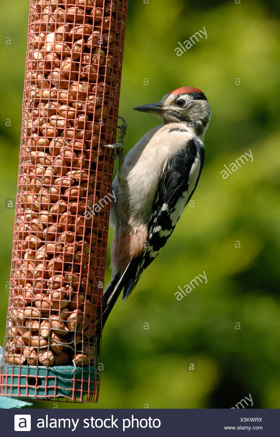 Juvenile Great Spotted Woodpecker Uk High Resolution Stock Photography