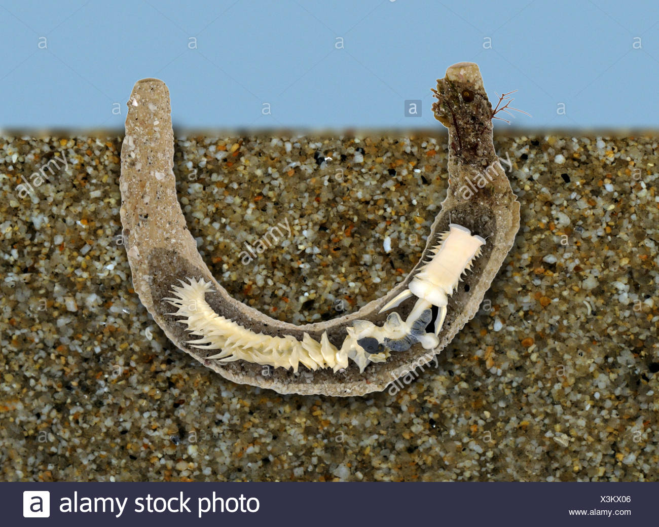 Parchment Tube Worm High Resolution Stock Photography and Images Alamy
