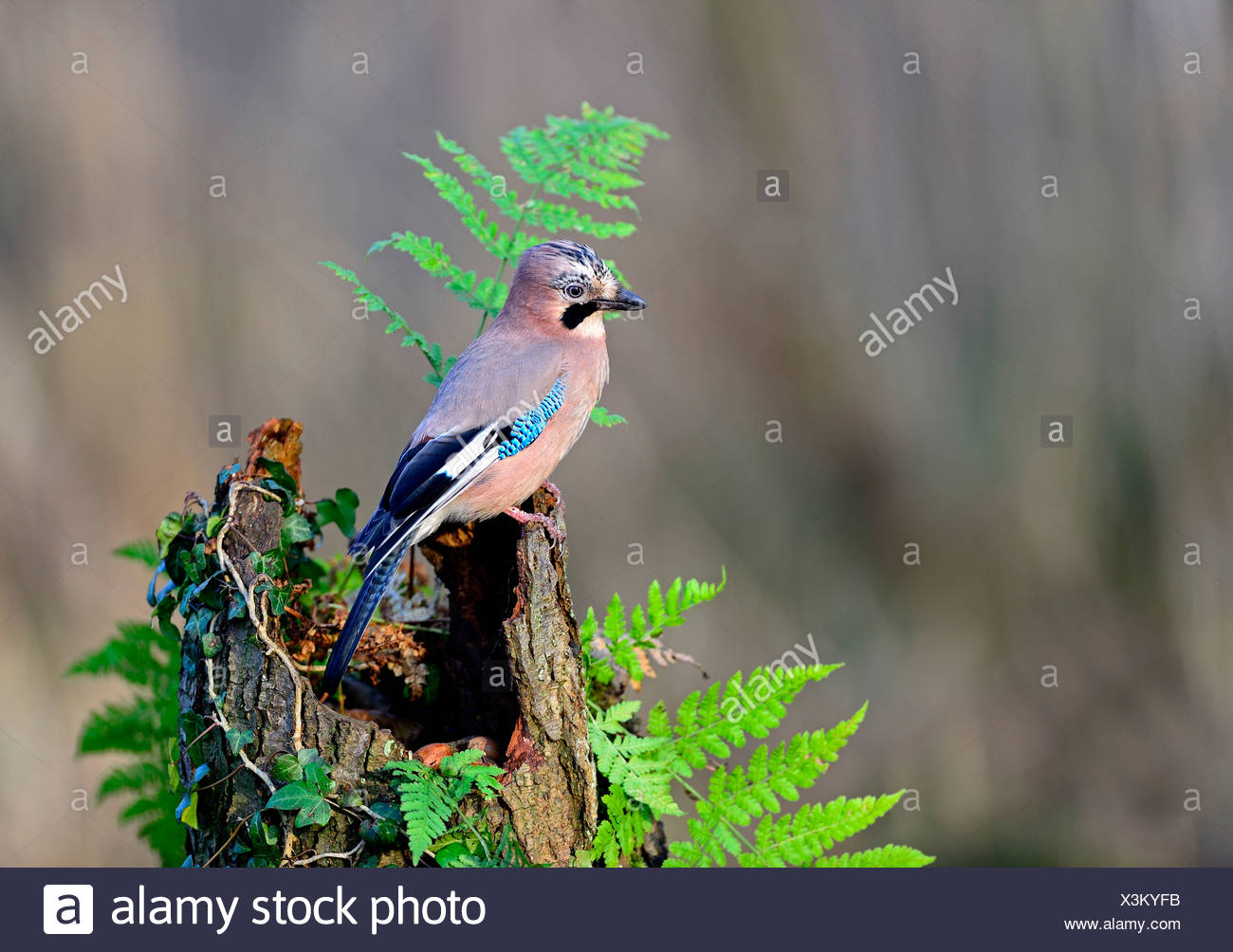 Jay Bird Uk Stock Photos & Jay Bird Uk Stock Images Alamy