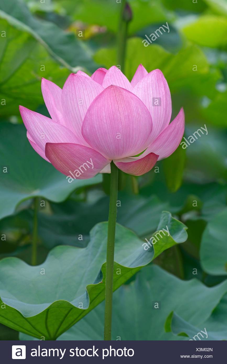 lotus flower side view stock photos lotus flower side view stock