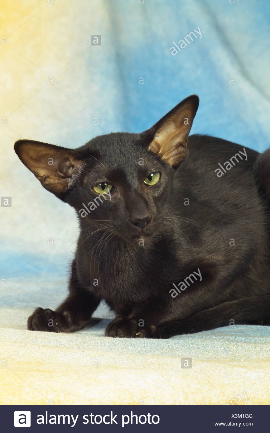 Oriental Shorthair Cat Cut Out Stock Photo 277650140 Alamy