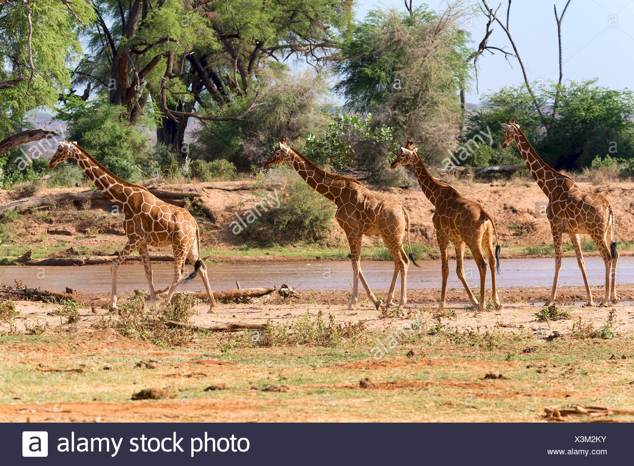 Reticulated giraffe or Somali giraffes (Giraffa reticulata camelopardalis) running along river, Samburu National Reserve, Kenya Stock Photo