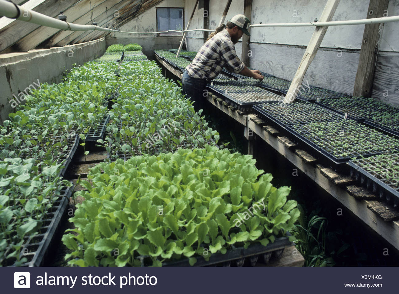 Farm Grow Growing Garden Crop United States Of America Stock Photos