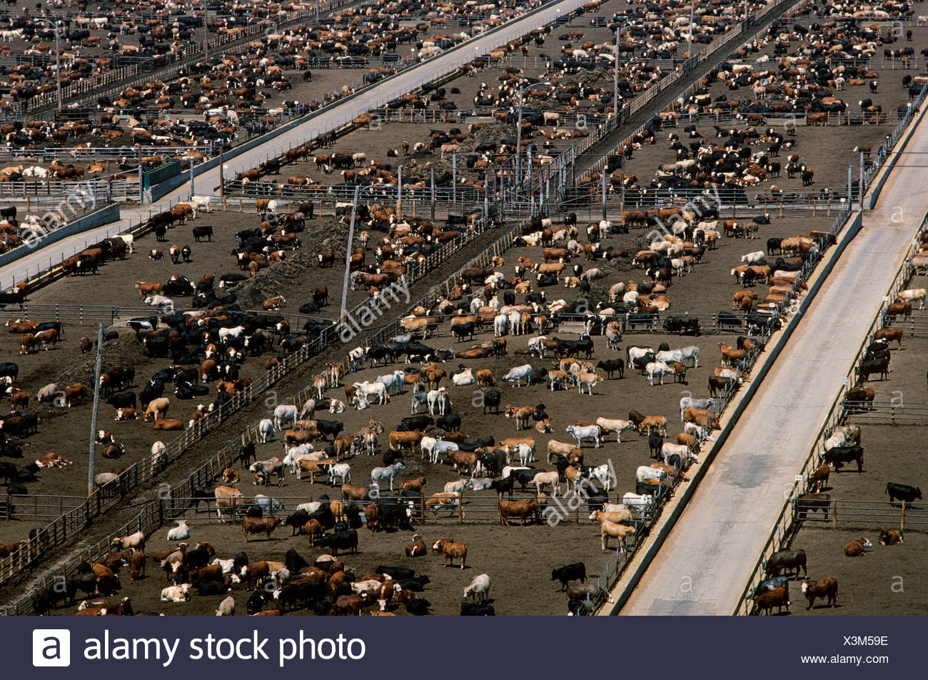 Feedlot Texas High Resolution Stock Photography and Images Alamy
