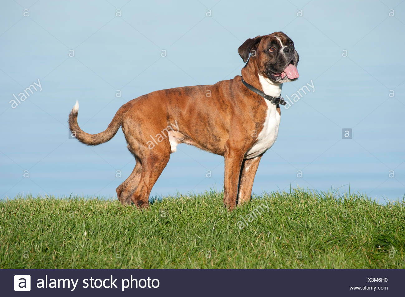 Boxer Dog 7 Years Old Uk Stock Photo Alamy