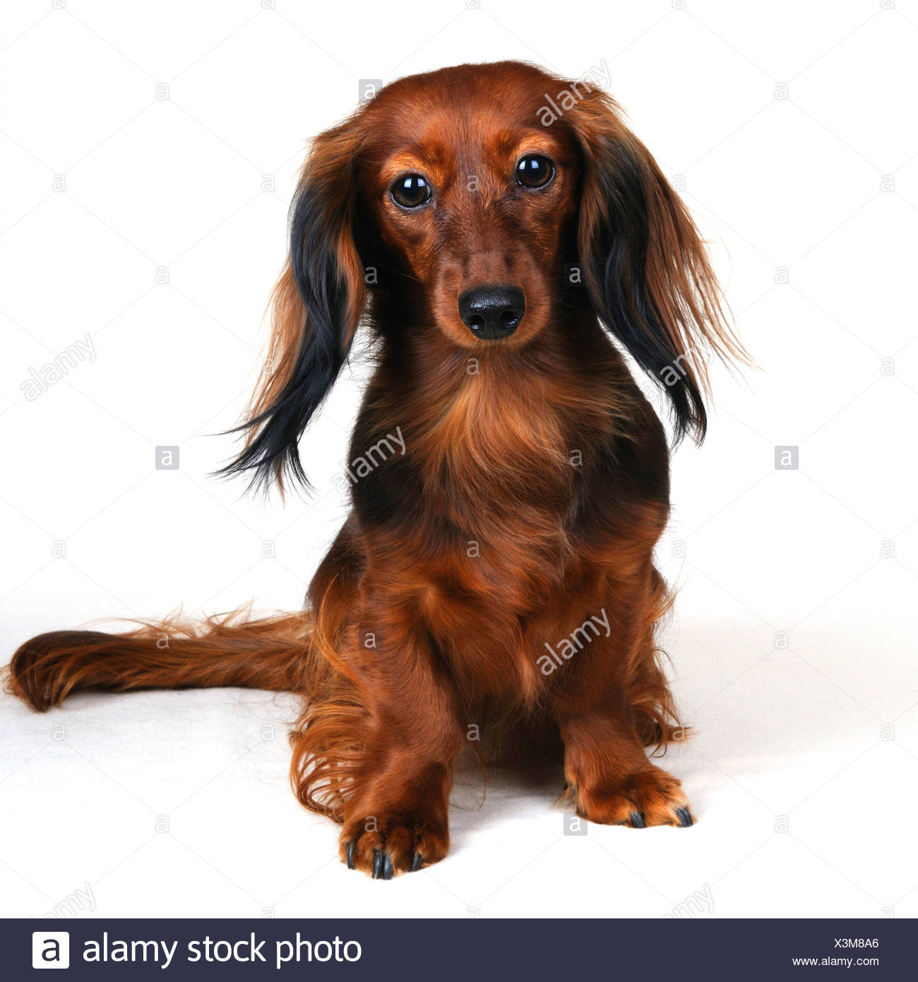 Long Haired Dachshund Long Haired Sausage Dog Domestic Dog