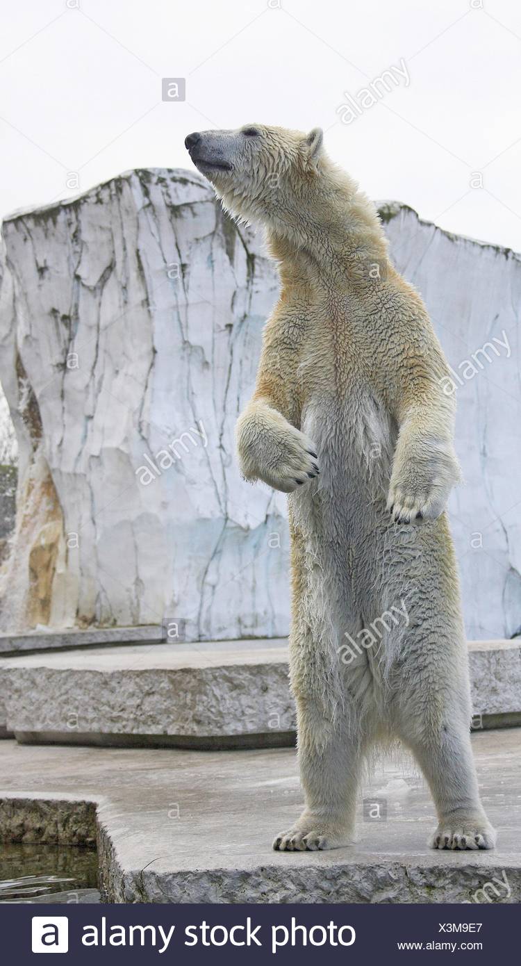 Polar Bear Hind Legs High Resolution Stock Photography and Images - Alamy