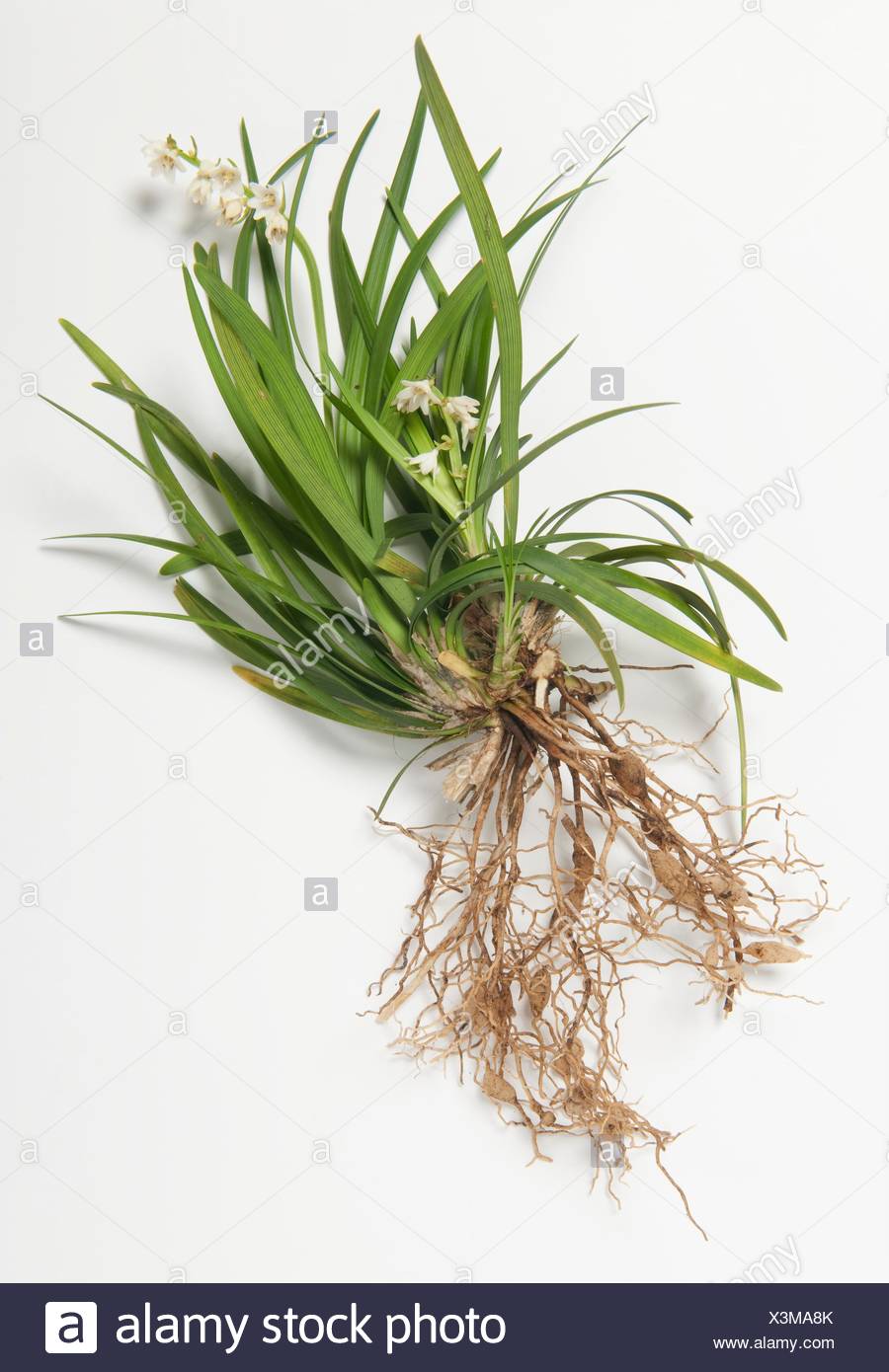 Grass Roots White Background High Resolution Stock Photography And Images Alamy Grass Roots White Background High Resolution Stock Photography And Images Alamy