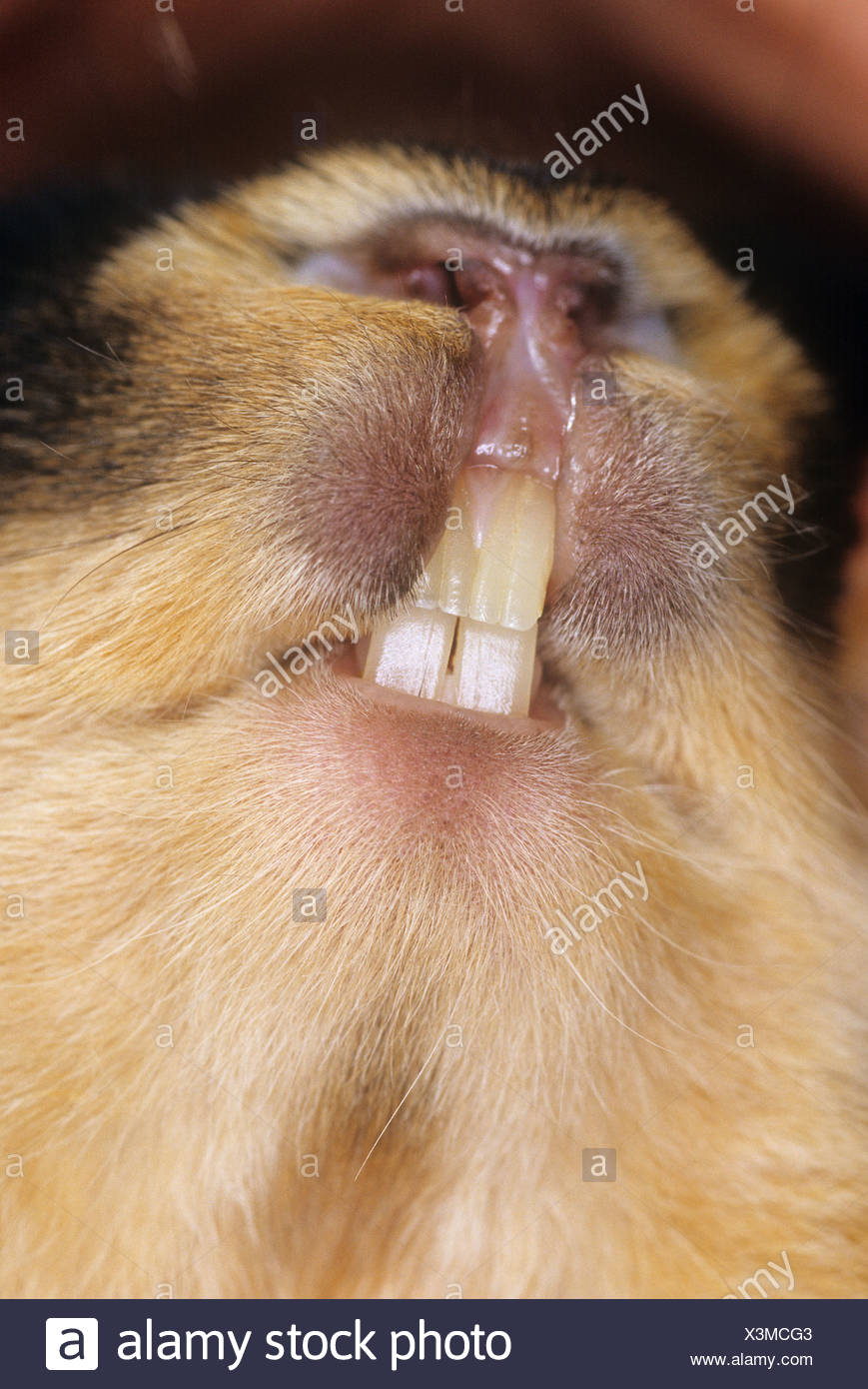 Rabbit Teeth Close Up High Resolution Stock Photography and Images Alamy