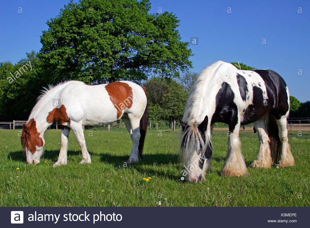 Tinkerpferd High Resolution Stock Photography and Images - Alamy